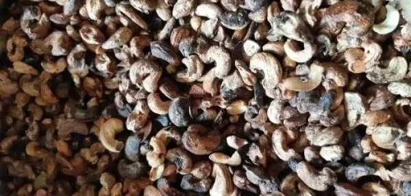 Rejected defective cashew kernels and shell